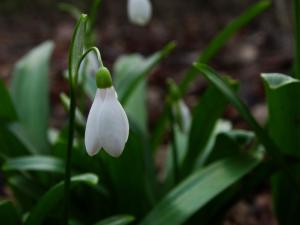 Aria 05 Sneeuwklokje